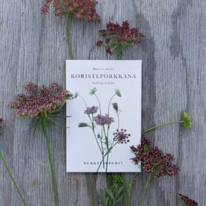 Koristeporkkana Purple Kisses